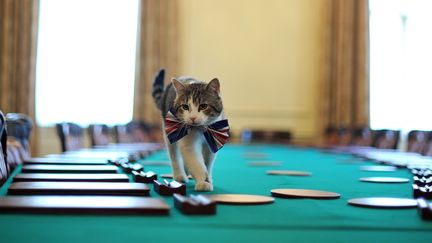 Royaume-Uni : Larry le chat fête sa première décennie au 10 Downing Street