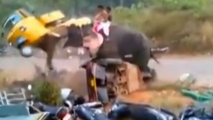 L'éléphant a chargé et détruit 27 véhicules garés à côté d'un temple dans le sud du pays.