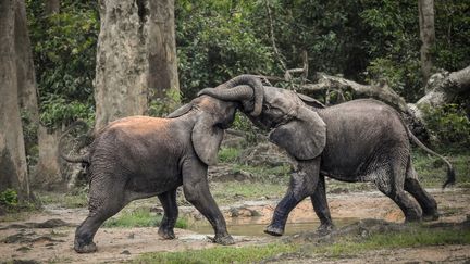 Dans cette réserve, une centaine des 8.000 éléphants s'ébattent, cherchant le sel du bout de la trompe dans la boue où s'affrontent les mâles. (FLORENT VERGNES / AFP)