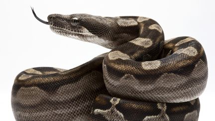 Un boa constricteur d'Am&eacute;rique du Sud, pris en photo le 15 octobre 2009. (MICHEL GUNTHER / BIOSPHOTO / AFP)