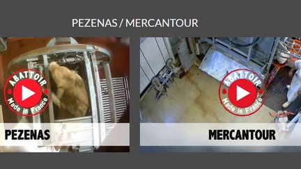 &nbsp; (Les abattoirs de Pézenas dans l'Hérault et du Mercantour dans les Alpes-Maritimes, accusés de maltraitance sur des animaux par l'association L214 © capture écran site association L214)