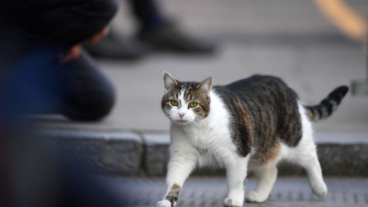 Coronavirus Un Premier Cas D Infection Naturelle D Un Chat Detecte En France