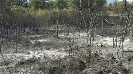 Var : le massif des Maures a été dévasté par les incendies (France 2)