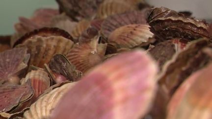 Pêche : la saison des coquilles Saint-Jacques est ouverte