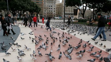 Pigeons place de Catalyuna à Barcelone (Espagne), le 17 mars 2017. (MAXPPP)