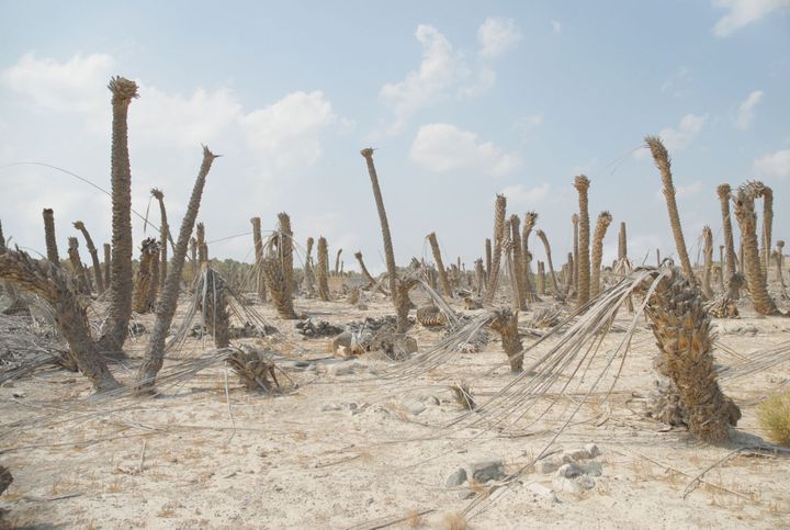 Lateefa Bint Maktoum, "Observers of Change I" 2011, Artwork Courtesy of Barjeel Art Foundation, Sharjah
 (Image courtesy of Barjeel Art Foundation, Sharjah)