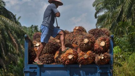 Un homme produit de l'huile de palme en Indonésie.&nbsp; (WAHYUDI / AFP)