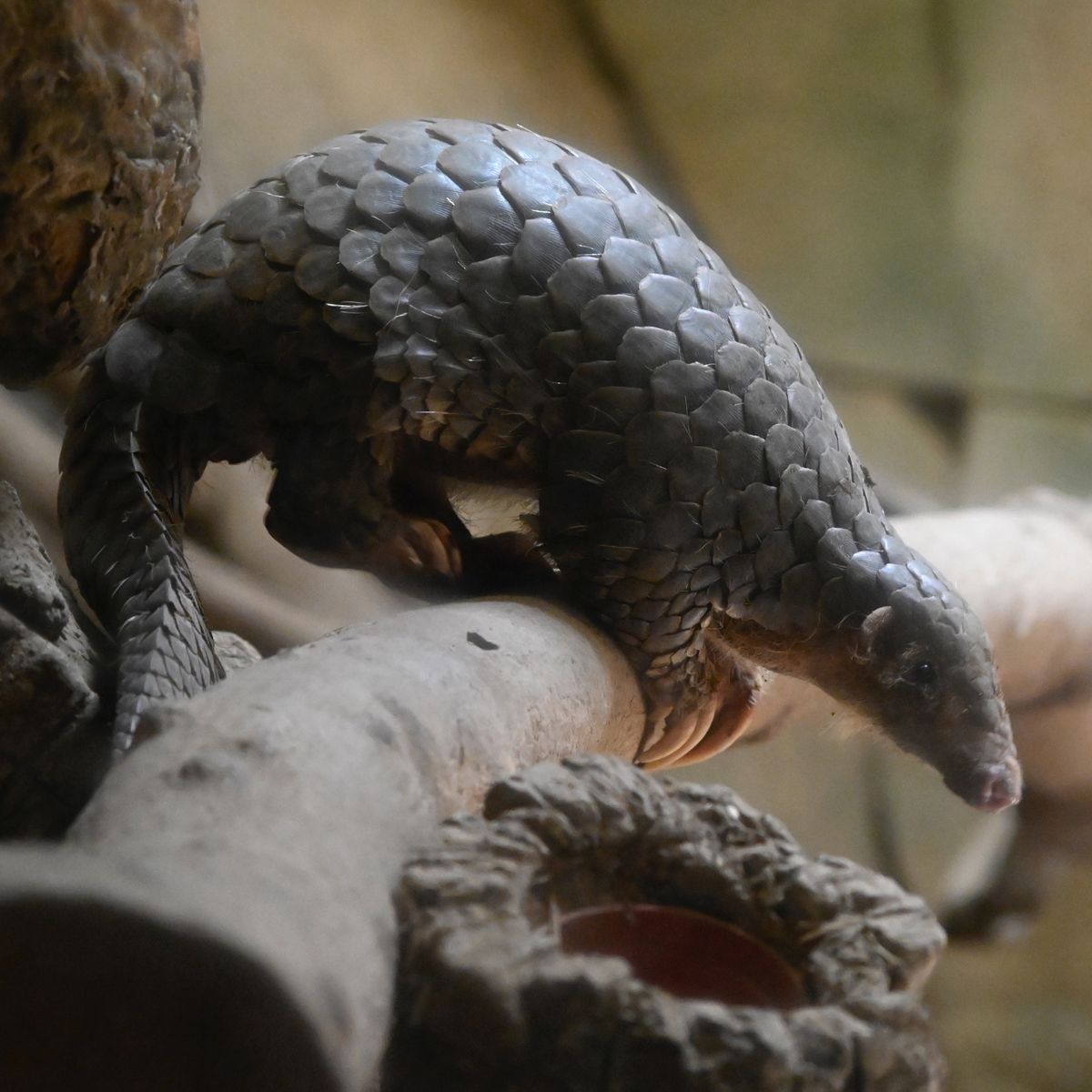 Coronavirus 19 Ncov La Chine Suspecte Le Pangolin D Etre La Bete Noire Source De L Epidemie