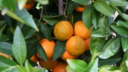 Après les pluies torrentielles qui impactent la région agricole de Valence, les importateurs de fruits et légumes espagnols redoutent des pénuries dans les semaines à venir. (CLEMENTZ MICHEL / MAXPPP)