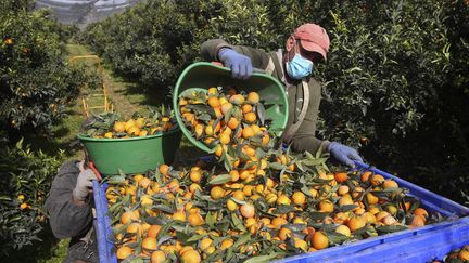 Un travailleur marocain récolte des clémentines dans les champs de Foleli en Corse, le 29 octobre 2020. (PASCAL POCHARD-CASABIANCA / AFP)