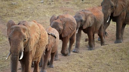 Un troupeau d'éléphants dans le parc national de Tsavo&nbsp;(Tanzanie). (AFP)