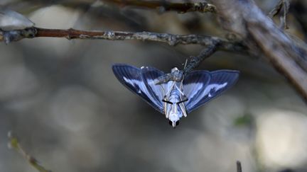 Dans les Alpes-Maritimes, la pyrale du buis fait des ravages