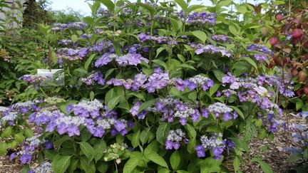 Hydrangea serrata 'Yoi-no-hoshi'. (ISABELLE MORAND / RADIO FRANCE / FRANCE INFO)