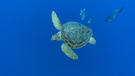 Une tortue de mer près de l'archipel des Açores (Portugal), le 6 juillet 2022. (FRANCO BANFI / BIOSPHOTO / AFP)