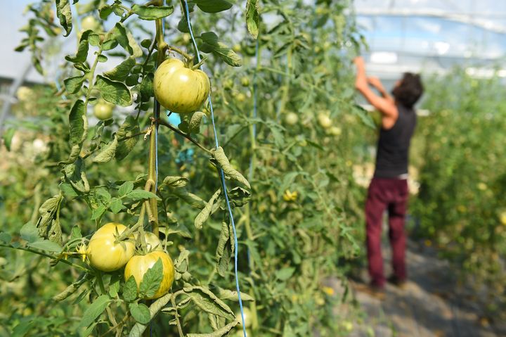 Une exploitation agricole&nbsp;produisant des légumes bio à Belvès (Dordogne), le 13 septembre 2019. (NICOLAS TUCAT / AFP)