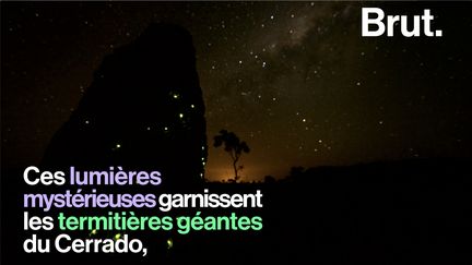 Dans la région du Cerrado, au Brésil, un spectacle fascinant apparaît lors des nuits d'été. Voici pourquoi.