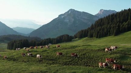 Haute-Savoie : la vie au grand air dans les alpages