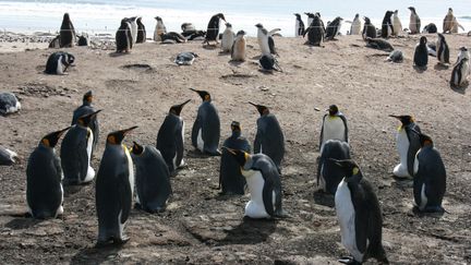 Une colonie de manchots dans les &icirc;les Malouines (Royaume-Uni).&nbsp; (DONALD MORRISON / FLICKR EDITORIAL / GETTY)