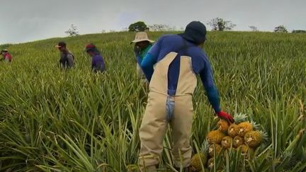 Ananas Costa Rica (FRANCE 2)