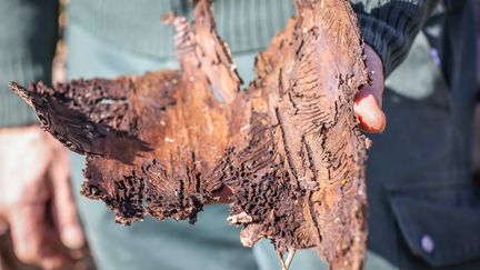 The bark of a tree ravaged by bark beetles, March 14, 2024 in Montbéliard (Doubs).  (LIONEL VADAM / THE REPUBLICAN EAST / MAXPPP)