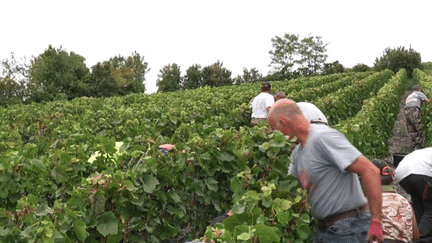 Vendanges : au moins trois saisonniers sont morts à cause de la chaleur (franceinfo)