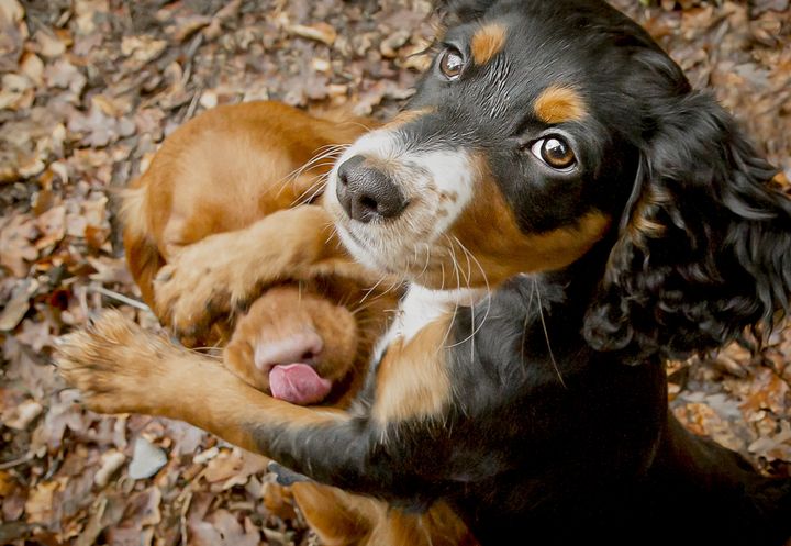 "Mine, Not Yours!" (A moi, pas à toi!) de Lucy Sellors-Duval (Royaume-Uni). "Benji était déterminé à avoir toutes les friandises durant cette séance photo, même si cela voulait dire stopper son frère aîné Doug." (LUCY SELLORS-DUVAL - COMEDY PET PHOTOGRAPHY AWARDS)