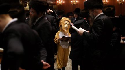 Un jeune gar&ccedil;on d&eacute;guis&eacute; en lion c&eacute;l&egrave;bre Purim entour&eacute; de juifs ultra-orthodoxes dans une synagogue de J&eacute;rusalem (Isra&euml;l), le 24 f&eacute;vrier 2013. (MAXPPP)