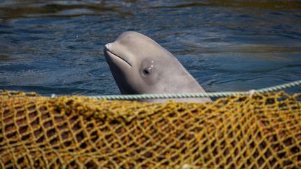 Un béluga dans un bassin de&nbsp;Nakhodka (Russie), le 8 avril 2019. (REUTERS)