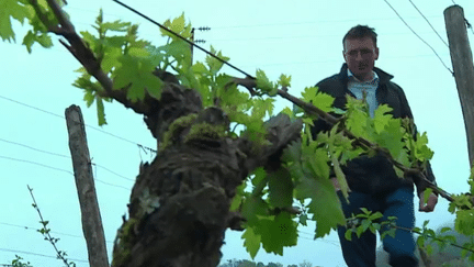 Météo : la menace du gel oblige les vignerons à s'adapter