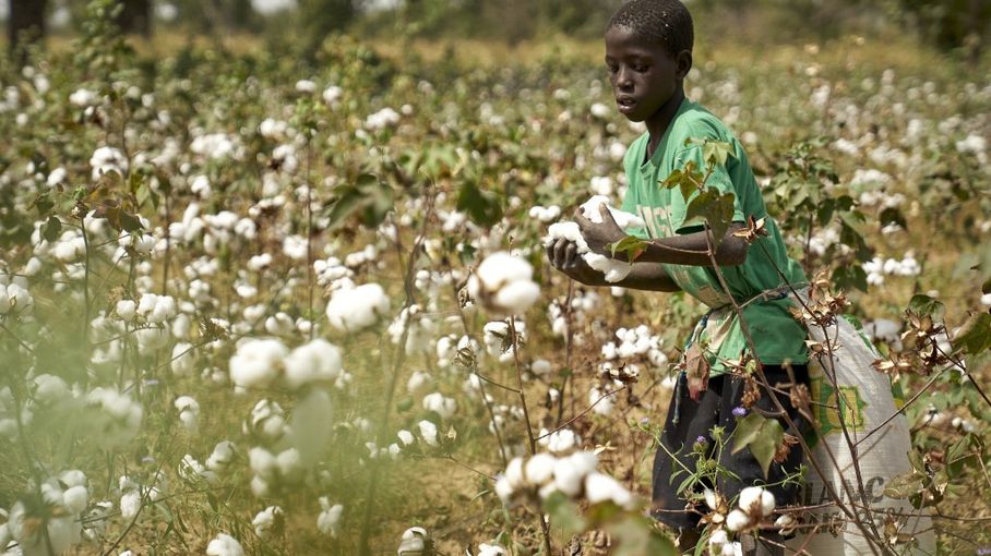 Mali : la culture du coton en chute de 75% pour la campagne en cours