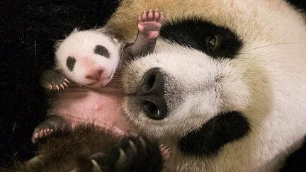 Le premier bébé panda de France fête lundi son premier mois d'existence au zoo de Beauval (Loir-et-Cher). (ZOO DE BEAUVAL)