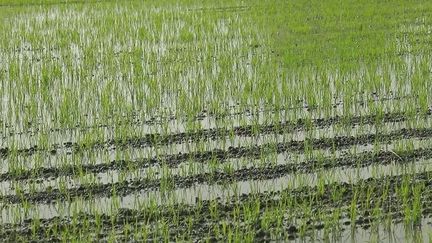 Camargue : la production de riz français en danger ?