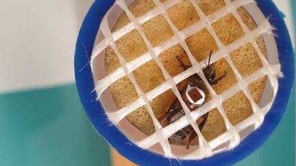 Les abeilles sont installées dans une cage à pistons pour que les scientifiques puissent les équiper de puces. (Boris Hallier)