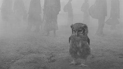 La chouette Harriet et des personnes dans la brume. Zimbabwe, 2020 (Nick Brandt)