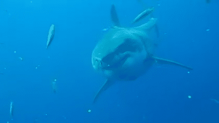 Sur Facebook, un biologiste a diffus&eacute; de nouvelles images de "Deep Blue", un grand requin blanc aux dimensions impressionnantes.&nbsp; (MAURICIO HOYOS PADILLA / FACEBOOK)