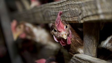 La pr&eacute;sence du virus de la grippe aviaire a &eacute;t&eacute; rep&eacute;r&eacute;e dans une ferme situ&eacute;e dans le centre des Pays-bas, dimanche 16 novembre 2014.&nbsp; (GUAN YUROU / IMAGINECHINA / AFP)