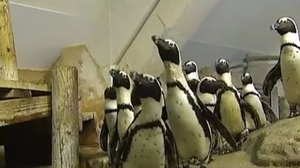 Notre guide d&eacute;couvre les manchots de l'aquarium Nausica&aacute;. (MARIE-HÉLÈNE BONNOT, MATHIEU NIEWENGLOWSKI, GILLES TRUFFAUT ET EMMANUEL URTADO, FRANCE 2 )