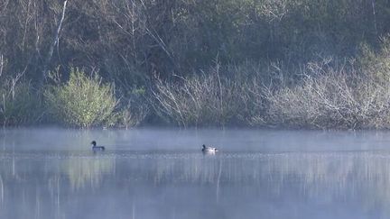 Landes : l'étang noir de Seignosse, un paradis pour l'observation des oiseaux (FRANCE 3)