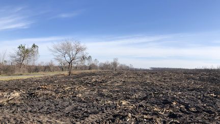 À Landiras, les forêts brûlées ont été nettoyées des arbres calcinés. Il ne reste que quelques feuillus encore debout. (THEO UHART / FRANCEINFO / RADIOFRANCE)