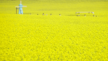 Au printemps, en Chine, les champs de colza sont en fleur et attirent de nombreux touristes, émerveillés par la beauté des paysages.