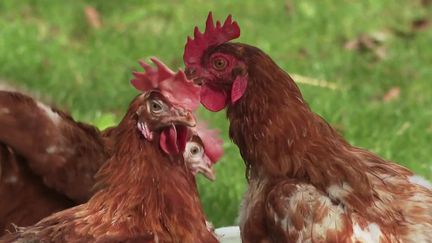 À Broyes, une commune située dans l'Oise, il est possible de récupérer des poules de 18 mois afin de leur éviter l'abattoir et de vivre auprès d'une nouvelle famille. (CAPTURE ECRAN FRANCE 2)