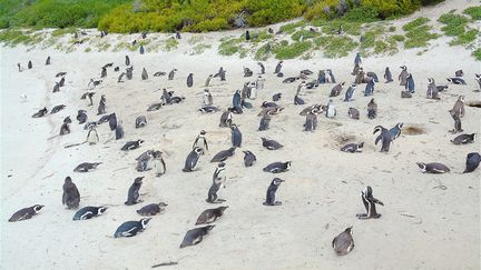 Les manchots du Cap, le 30 juillet 2017 (photo d'illustration).&nbsp; (PATRICK LEFEVRE / BELGA MAG)