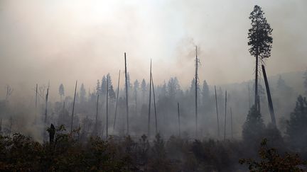 Des arbres br&ucirc;l&eacute;s dans le parc de Yosemite, le 25 ao&ucirc;t 2013, en Californie.&nbsp; (JUSTIN SULLIVAN / GETTY IMAGES NORTH AMERICA)