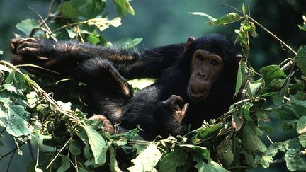 Un chimpanzé dans son nid dans le parc de Gombé en Tanzanie, le 8 décembre 2012. (MICHEL GUNTHER / BIOSPHOTO / AFP)