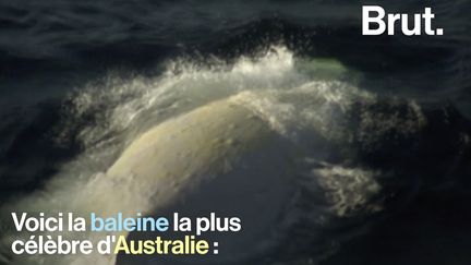 Les apparitions de cette baleine blanche sont extrêmement rares. Voici Migaloo, la baleine la plus célèbre d'Australie.