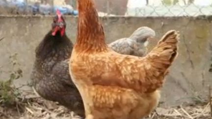 Poules pondeuses : les cocottes ont la cote