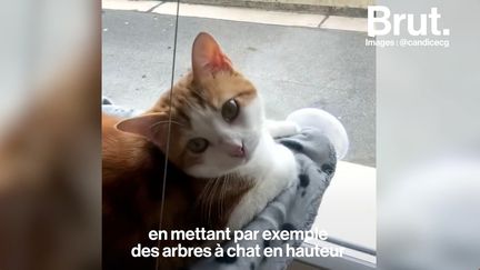 Gaëlle est vétérinaire et elle répond aux questions qu'on devrait bien se poser avant d'adopter un animal.