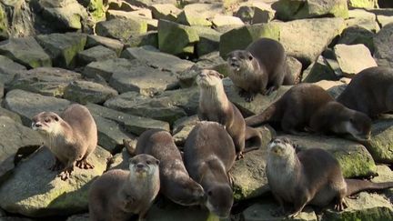 Calvados : visite dans les coulisses du zoo de Jurques&nbsp; (France 3)