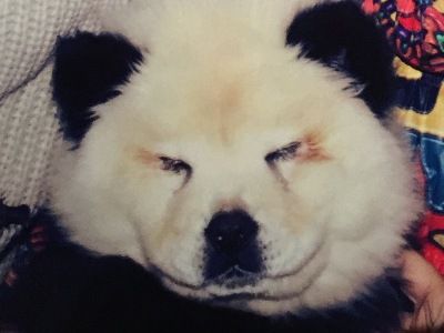 Les deux chow-chows sont&nbsp;globalement en bonne sant&eacute;, m&ecirc;me s'ils souffrent d'une l&eacute;g&egrave;re conjonctivite qui serait due aux flashs des appareils photos. (CORPO FORESTALE)