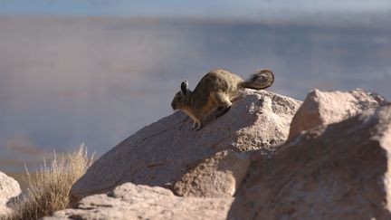 Un chinchilla sur une pierre au Chili.&nbsp; (ALAIN PONS / BIOSPHOTO)